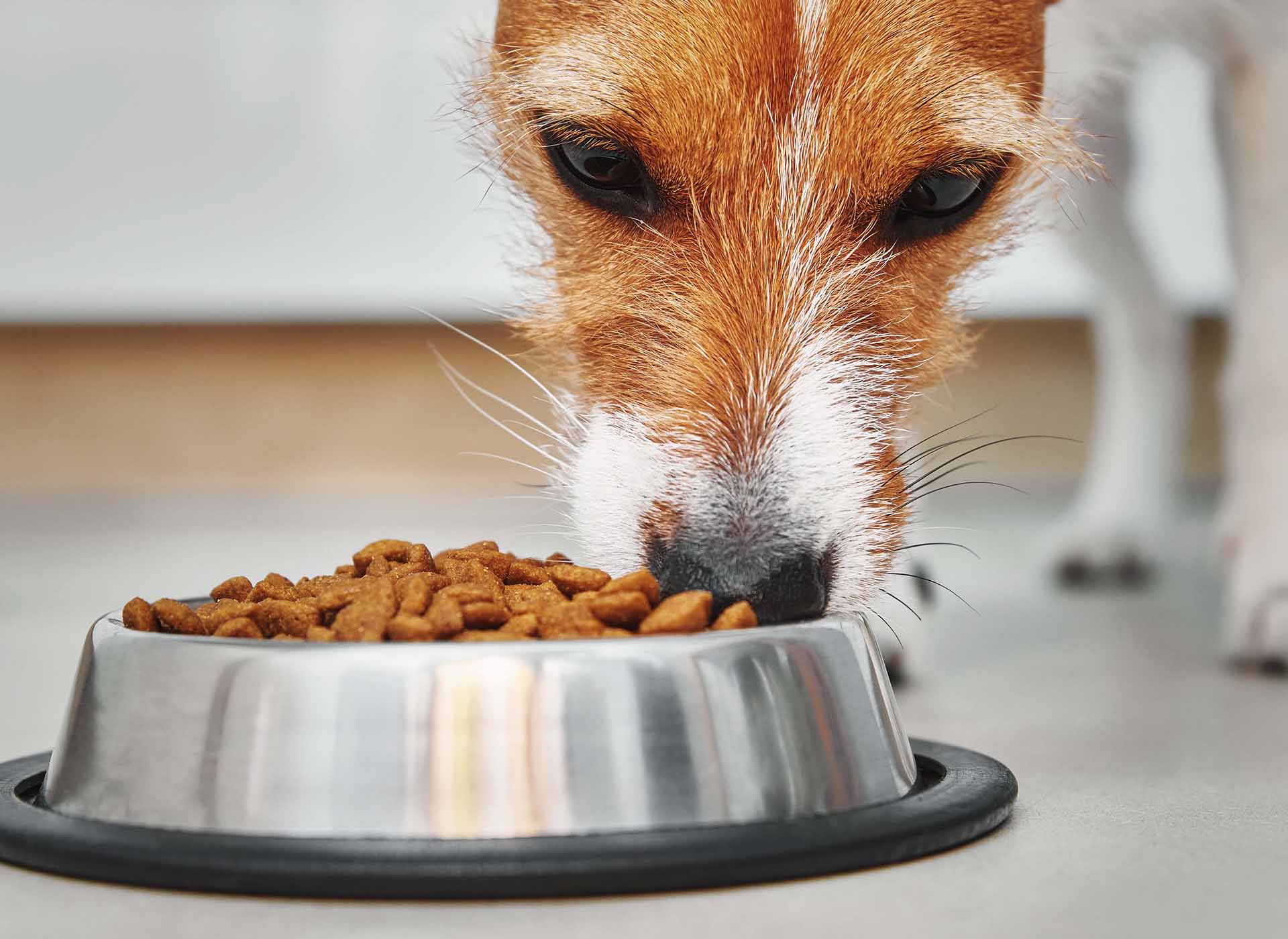 animaux Omega-3 für Hunde Hund frisst Trockenfutter Grom Futternapf
