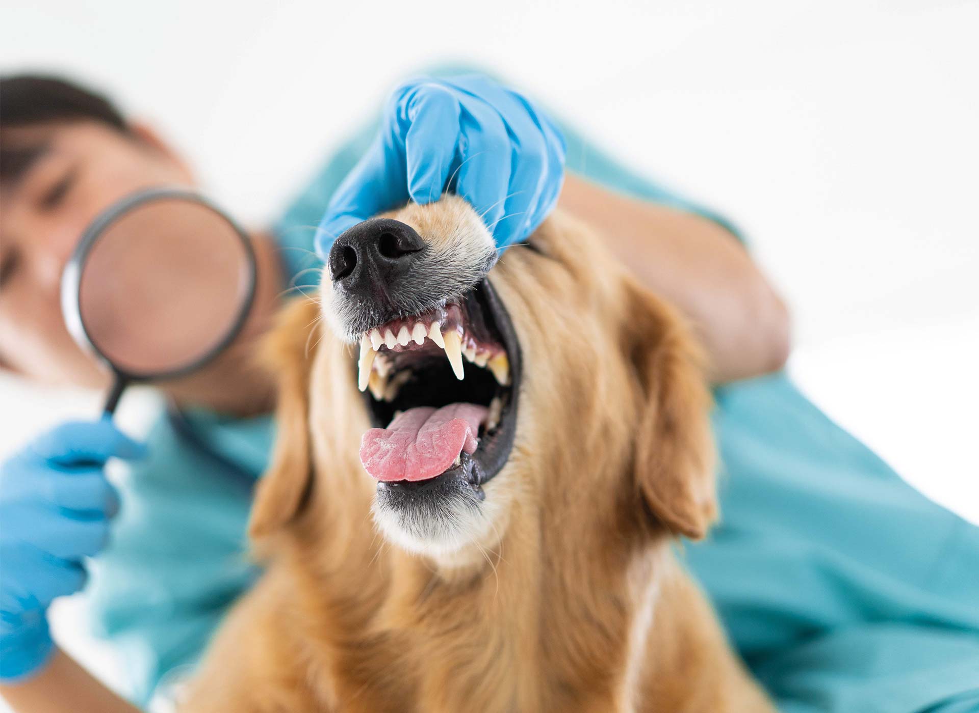 Ursachen für Mundgeruch beim Hund feststellen
