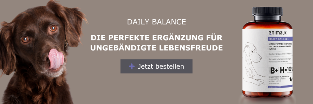 Das Daily Balance von animaux hat ausschließlich natürliche Inhaltsstoffe, unter anderem auch Johanniskraut für Hunde. Die Mixtur kann deiner Fellnase dabei helfen sich zu entspannen und in Balance zu kommen. 