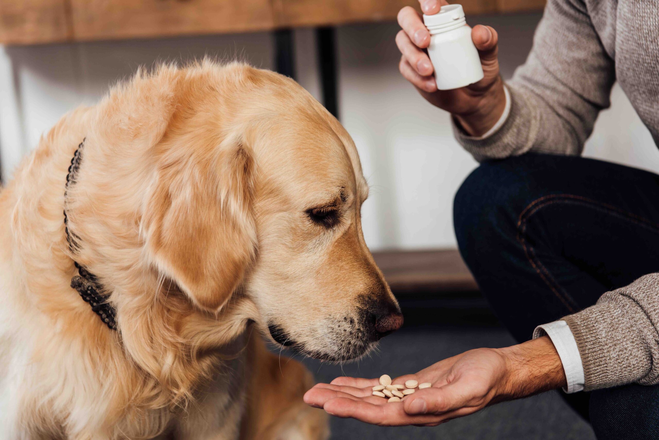 Vitamin B für Hunde