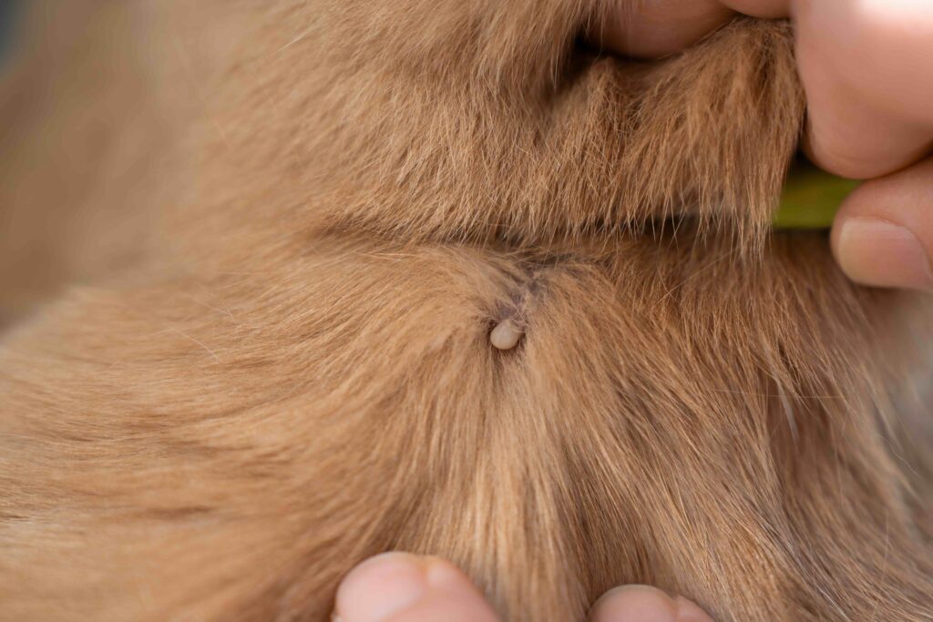 Natürlicher Zeckenschutz Hund